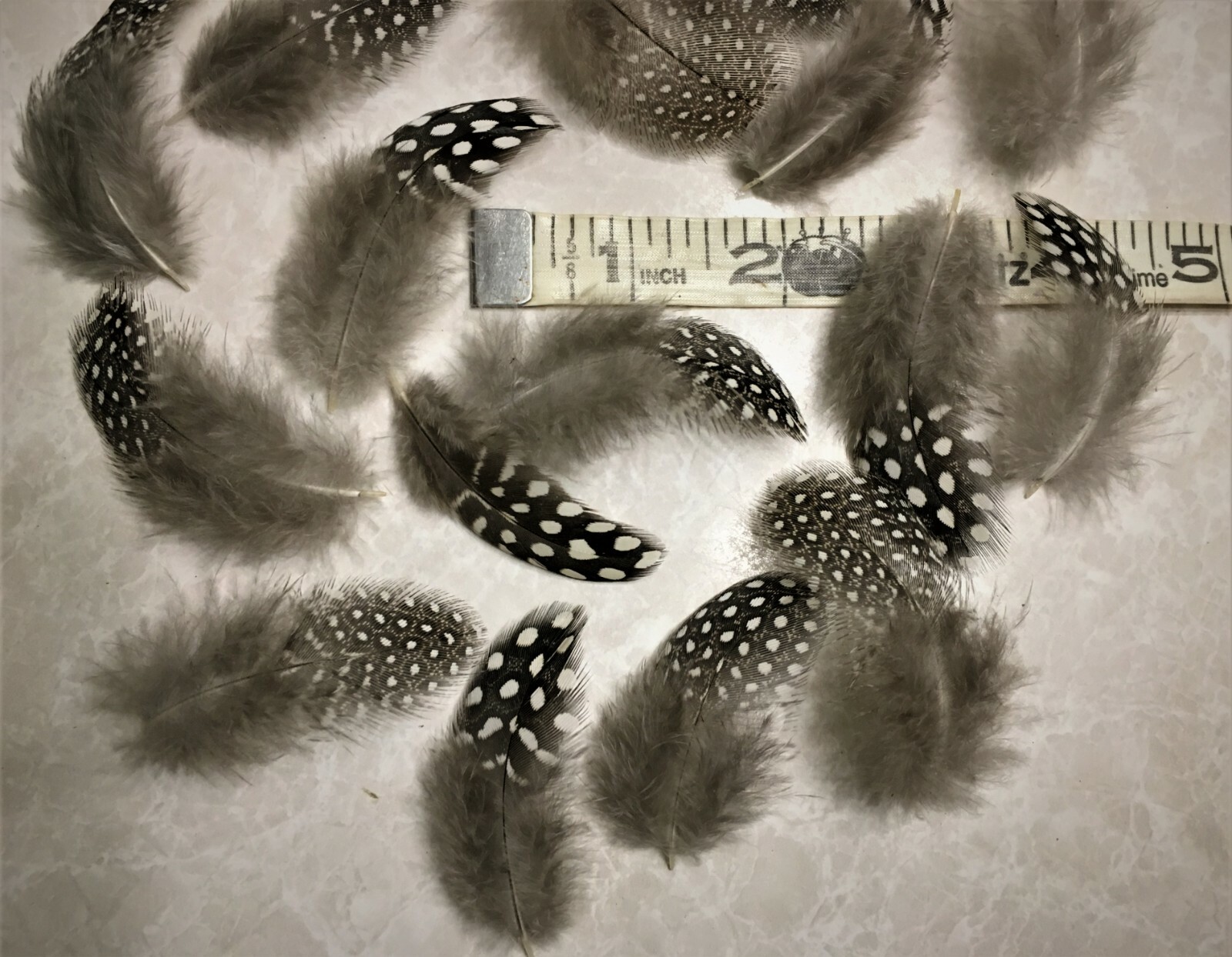 Small Natural Guinea Fowl Feathers 2″ +/- Cruelty-Free 24pc