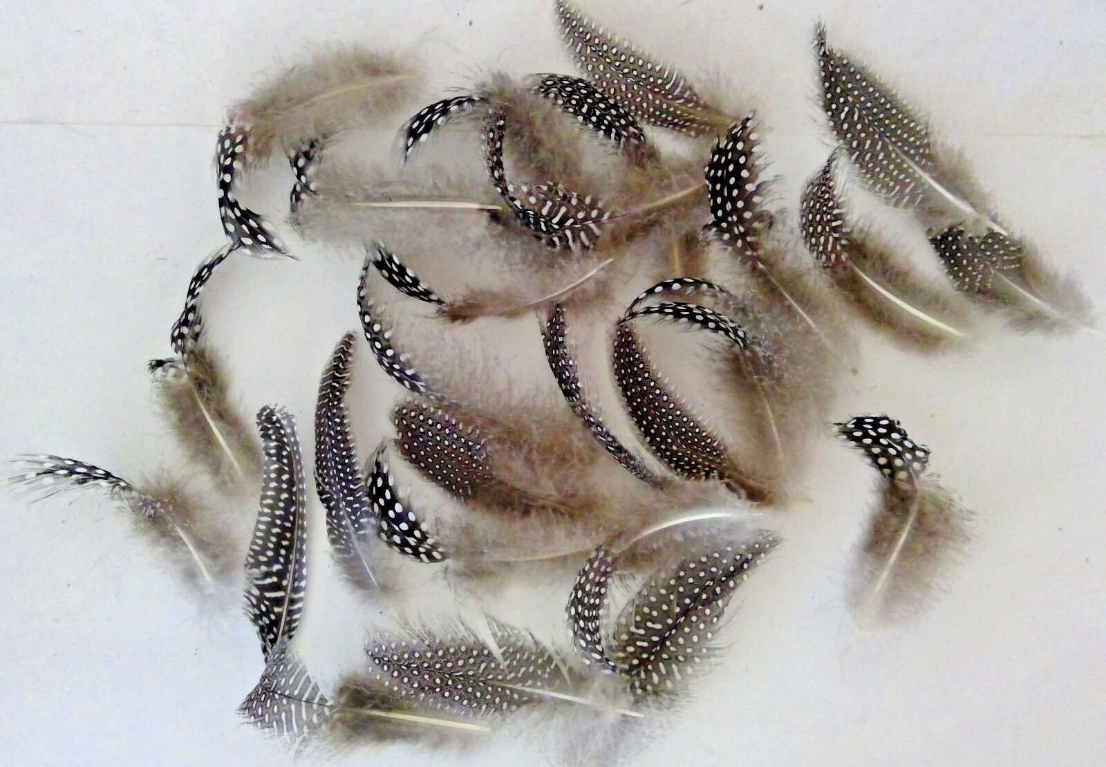 25 Natural Pearl Guinea Fowl Feathers ~4 to 6+ Inches Long Cruelty-Free USA