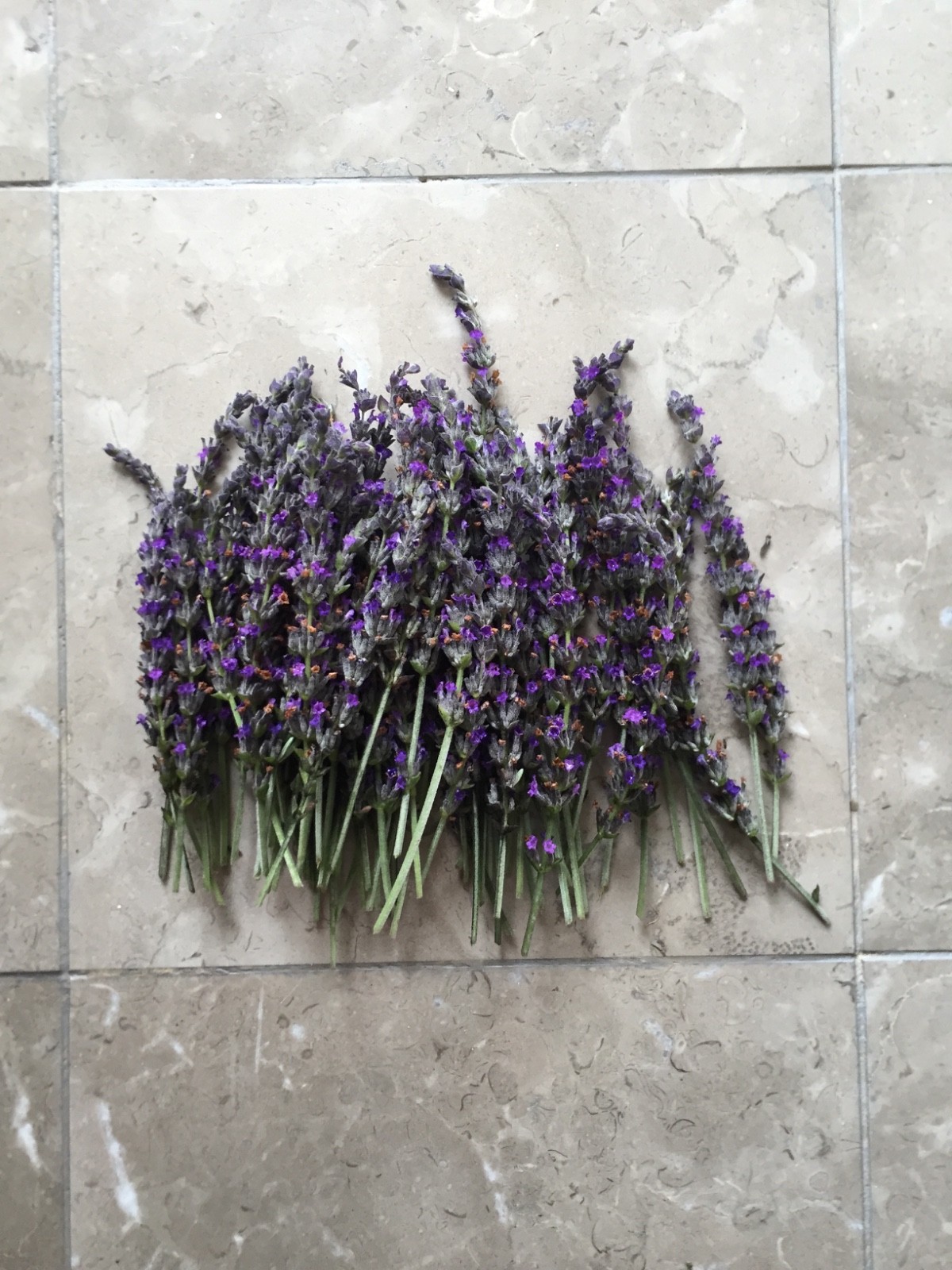 USA California Organic Natural Air Dried Lavender 25+ Flowers