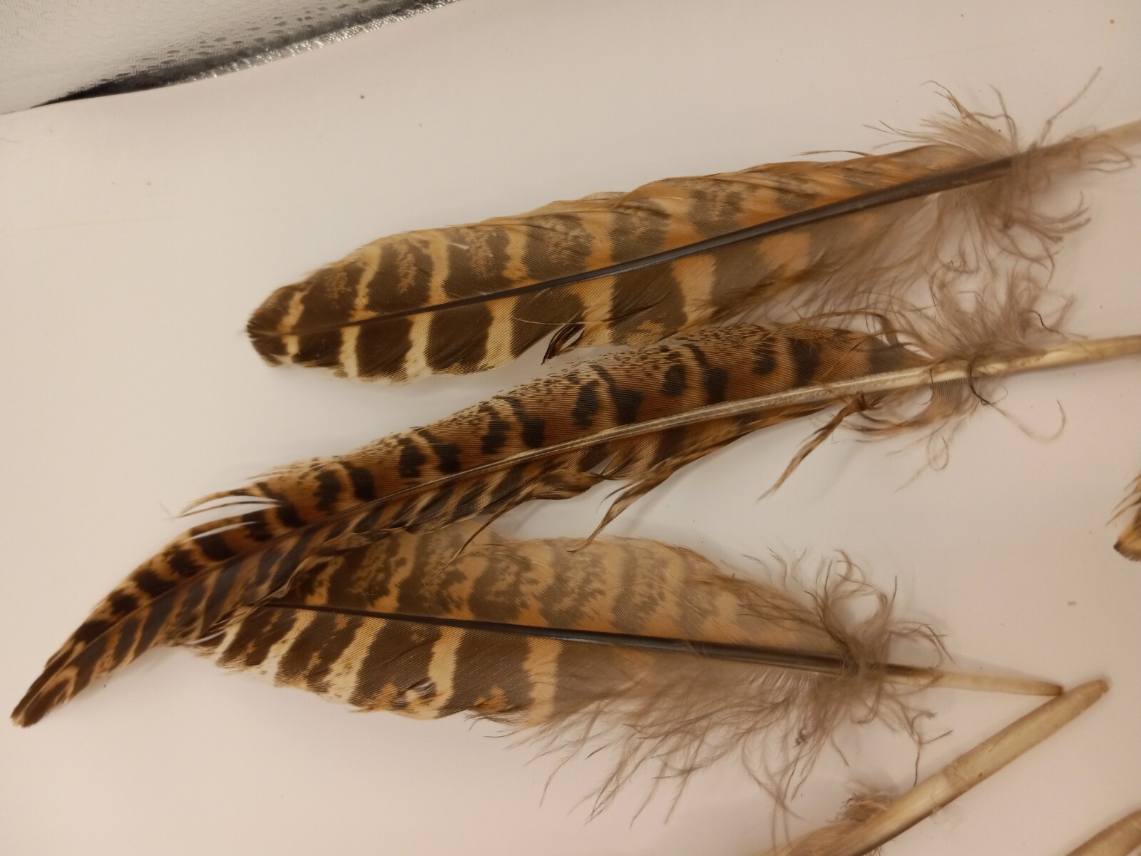 cruelty free found PHEASANT and other Natural Feathers