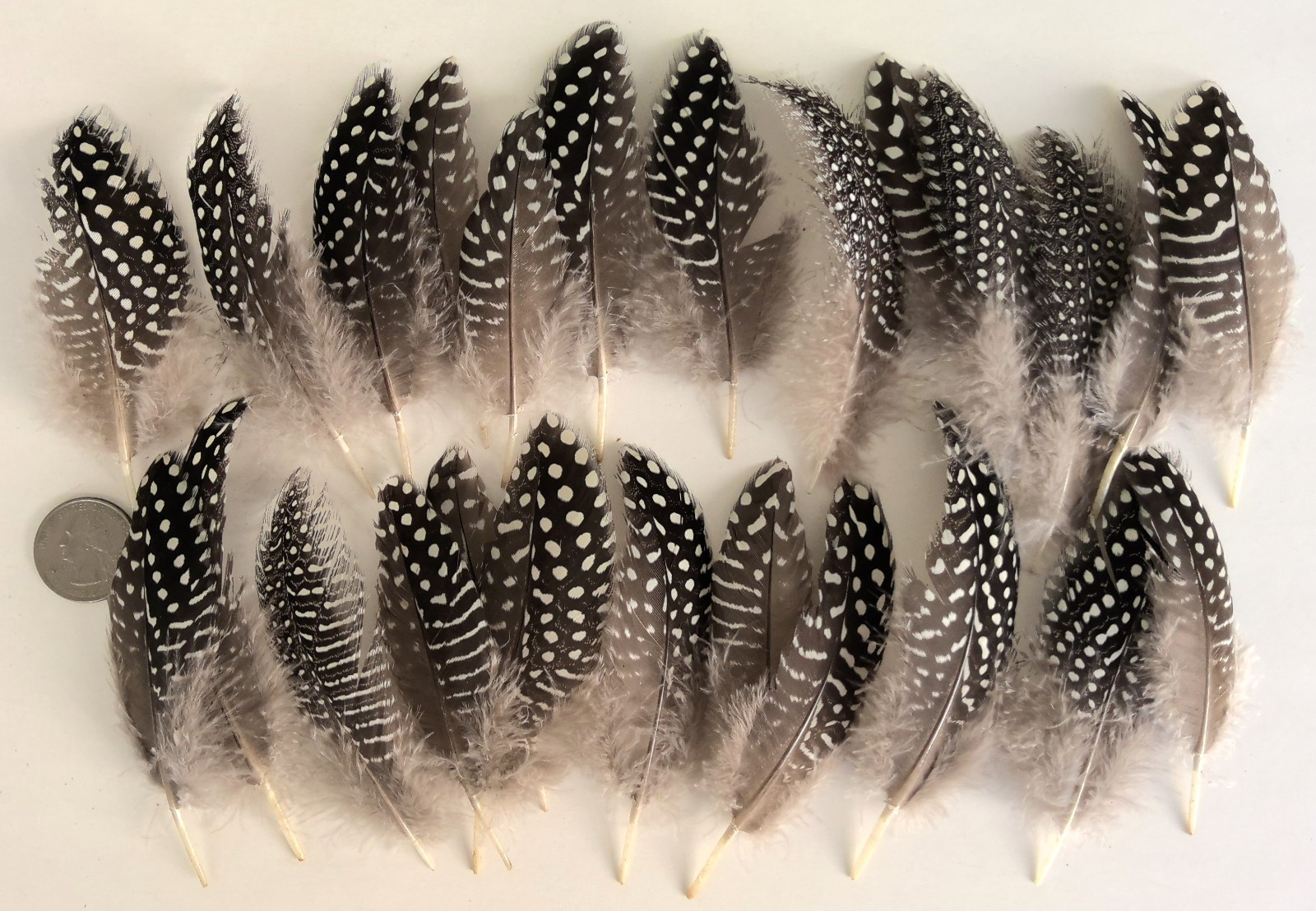 Lot of 25 Pearl Guinea Fowl Wing Quill Feathers ~ 3″ – 4+” Cruelty-Free USA