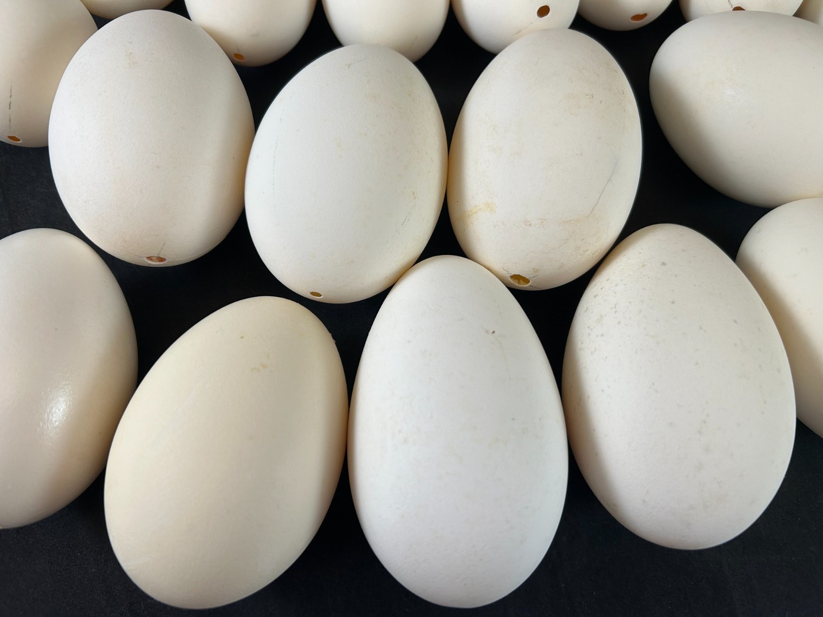 Mixed Lot of 25 Blown Out Goose & Chicken Eggs for Crafts 2.5″ to 4″