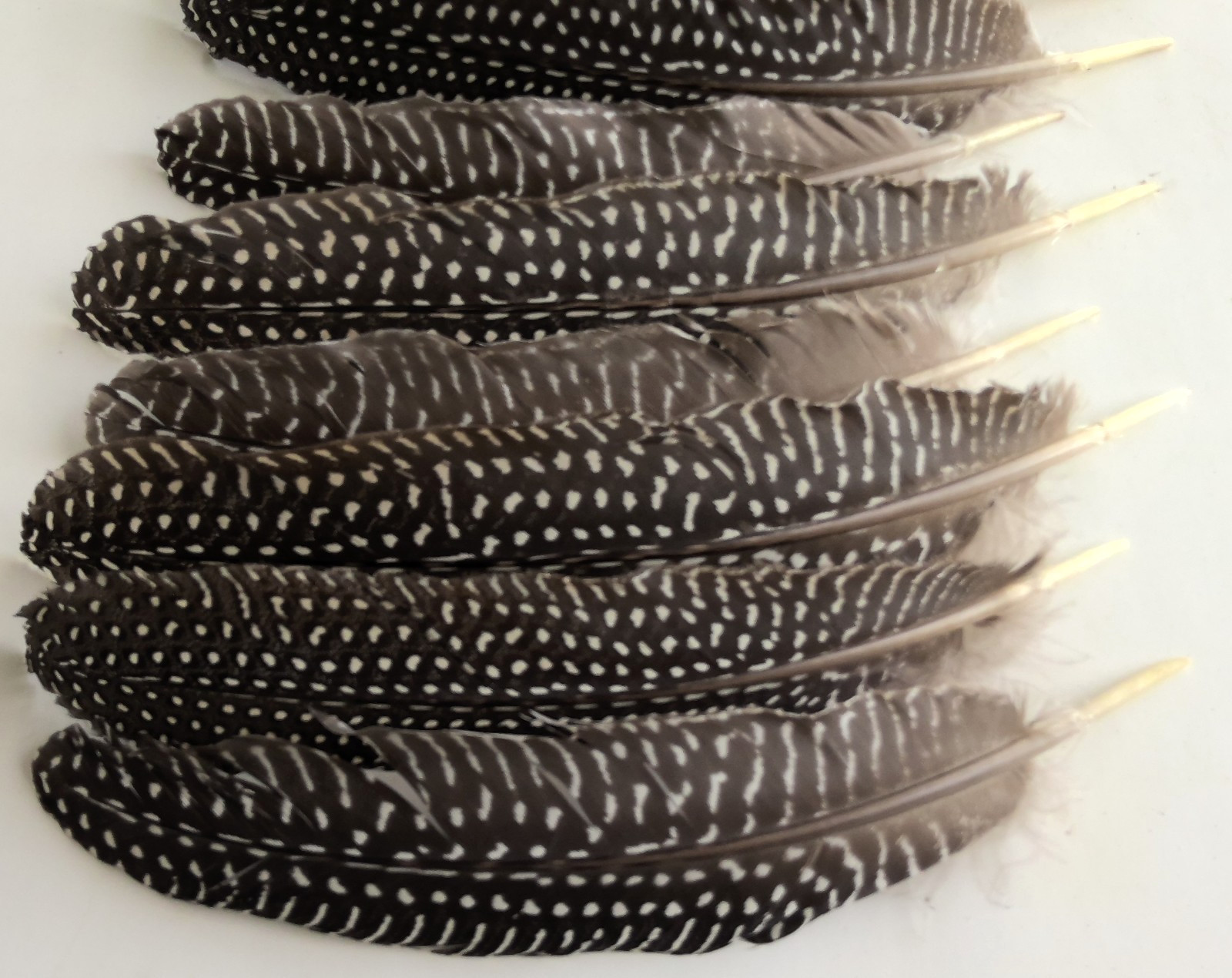Lot of 19 Pearl Guinea Fowl Wing Tail Quill Feathers 7″ – 9″ Cruelty-Free USA #2