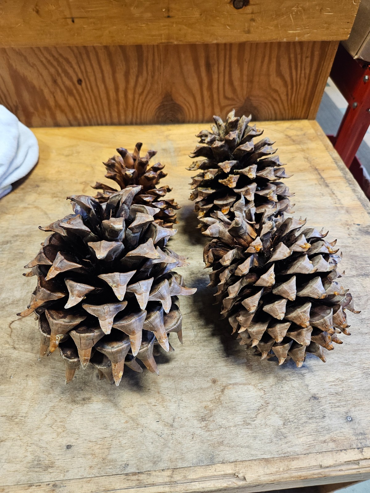 5 Gray Pine Cones, Pinus sabiniana, Digger Pine, California Foothills Pine
