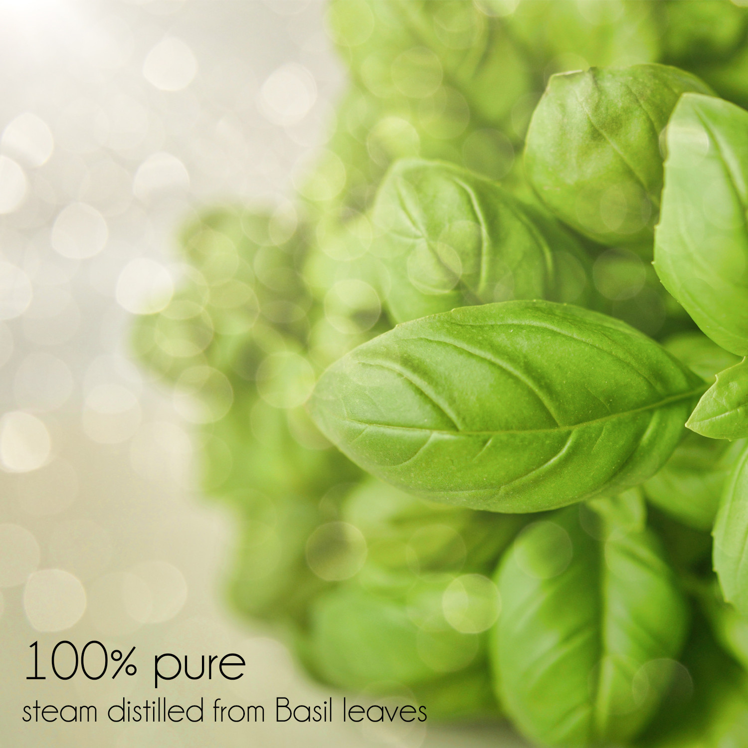 Bulk 8 fl oz Basil Essential Oil Pure Natural in Aluminum Bottle