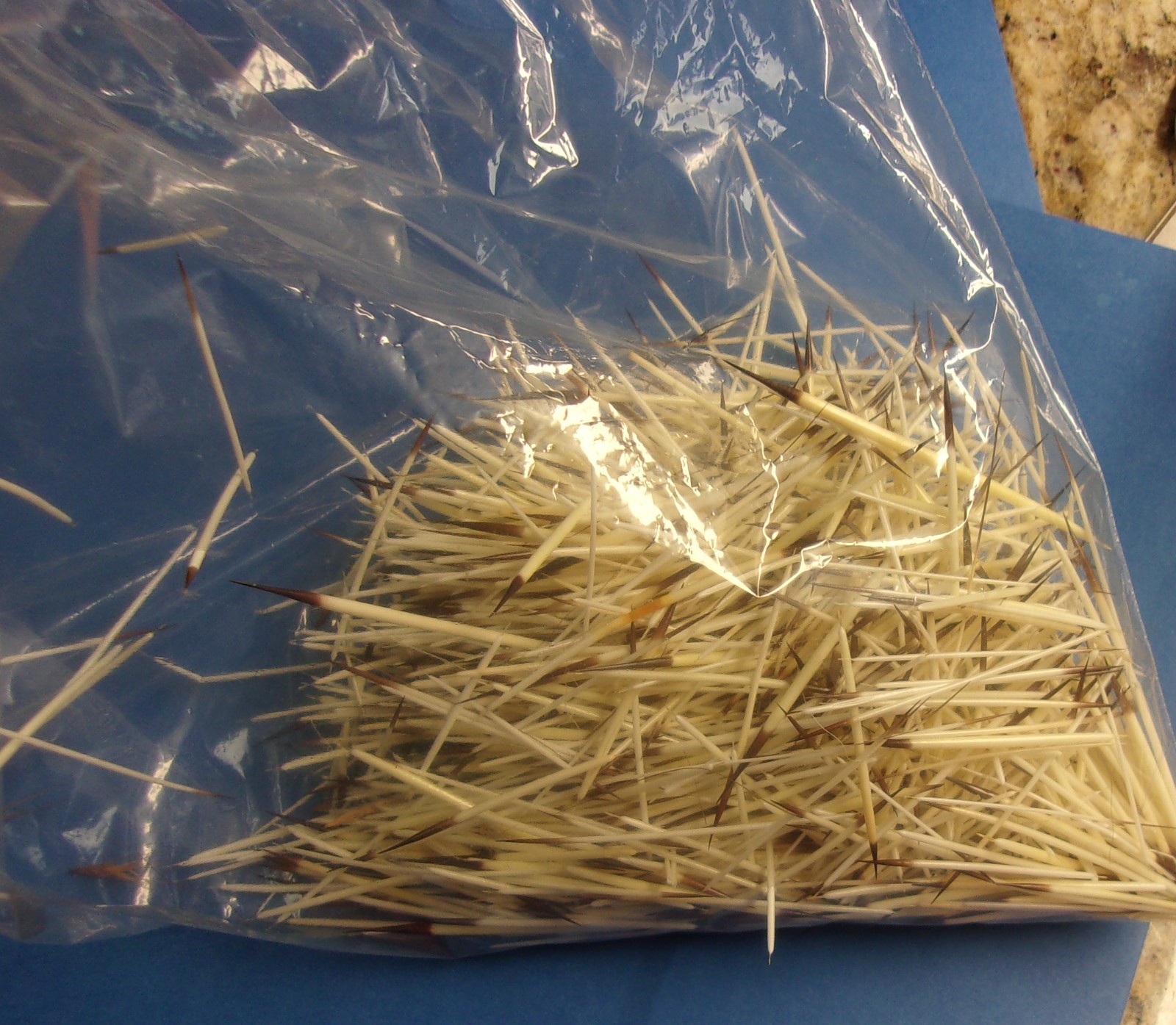 North American Porcupine Quills WASHED 1/2 oz. Bag for Crafts Bead Work Jewelry