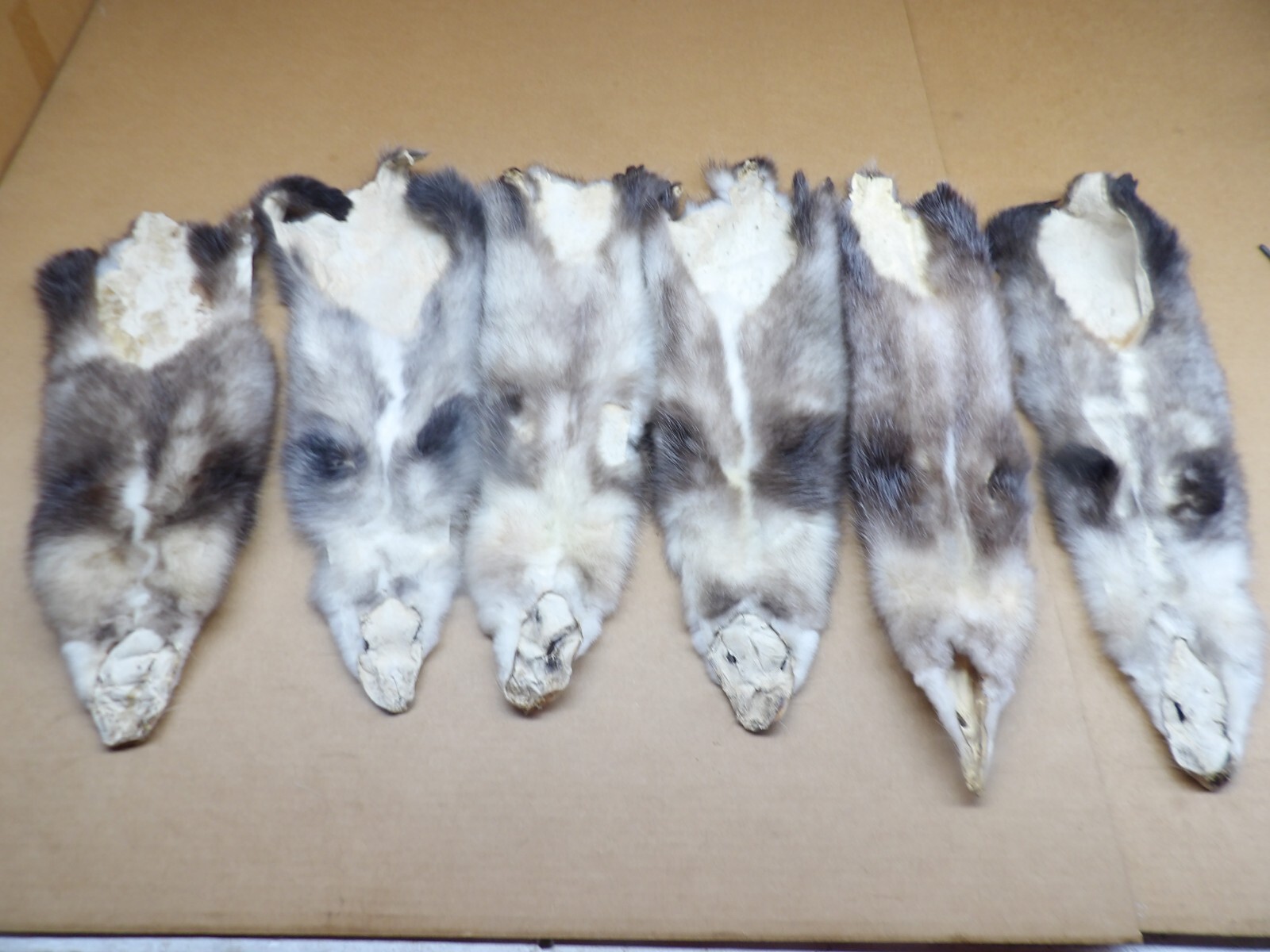 Professionally Tanned #2 L Opossum Hide/Furs/Taxidermy/Crafts/Real USA Furs