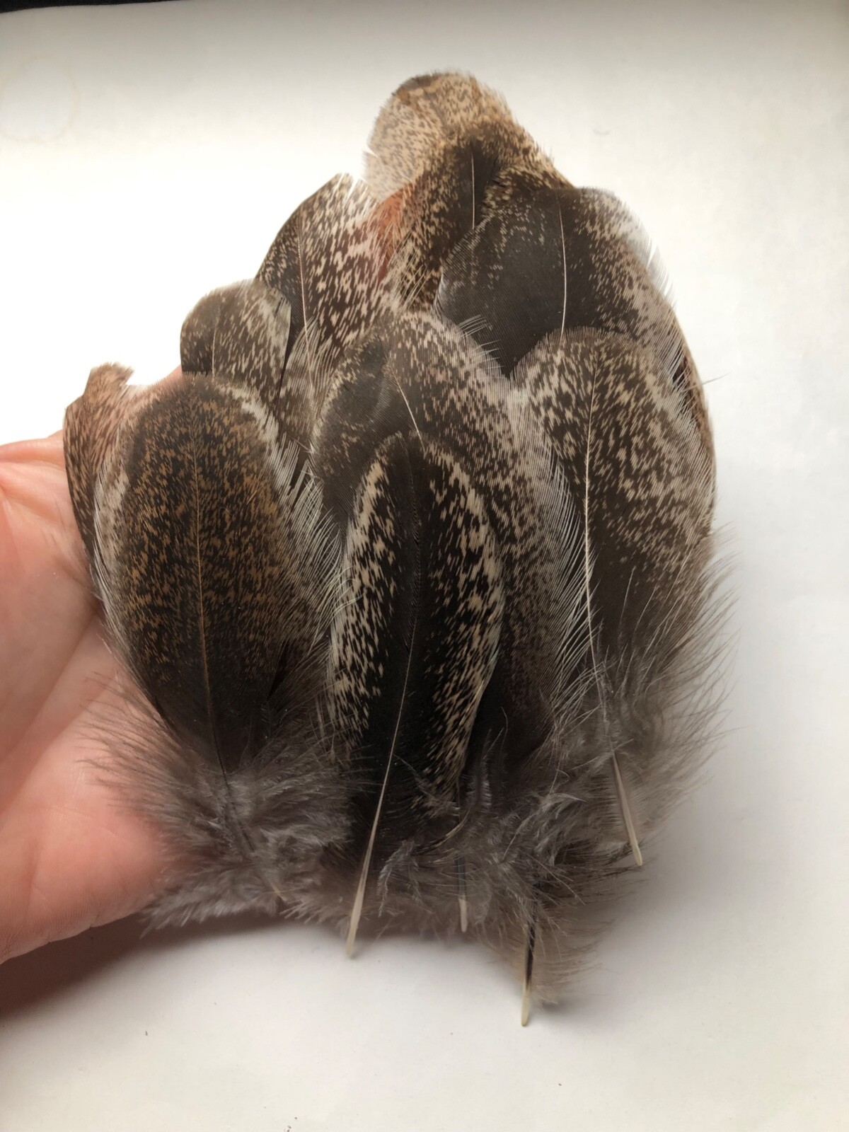 Lot 15 Fancy Black Speckled USA Chicken Crafting Feathers Natural Cruelty Free