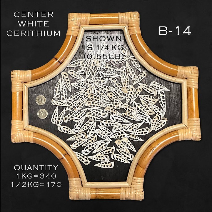 Center White Cerithium “Arrow”/B14 – 1.1 LB. (APPROX. 170 PCS) – $0.03/PIECE