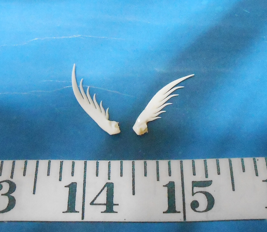 ~ Squilla Claws ~2~ White/ Ivory ~ Seashells ~ Shellcraft~ Sailor’s Valentines ~