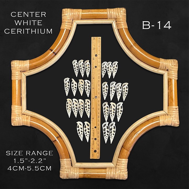 Center White Cerithium “Arrow”/B14 – 1.1 LB. (APPROX. 170 PCS) – $0.03/PIECE