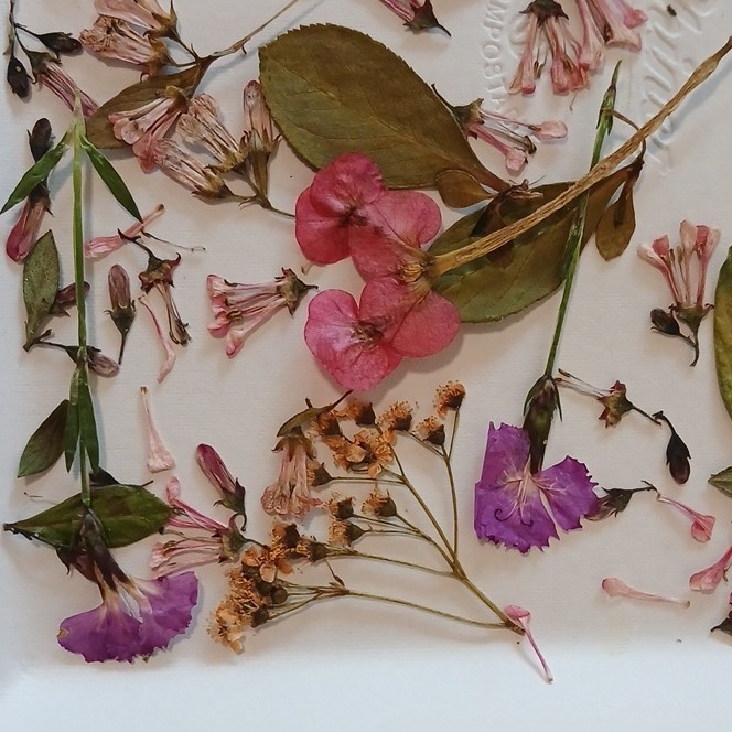 Pressed Dried Mixed Flowers & Leaves Assortment, Multiple Parts, Craft Use