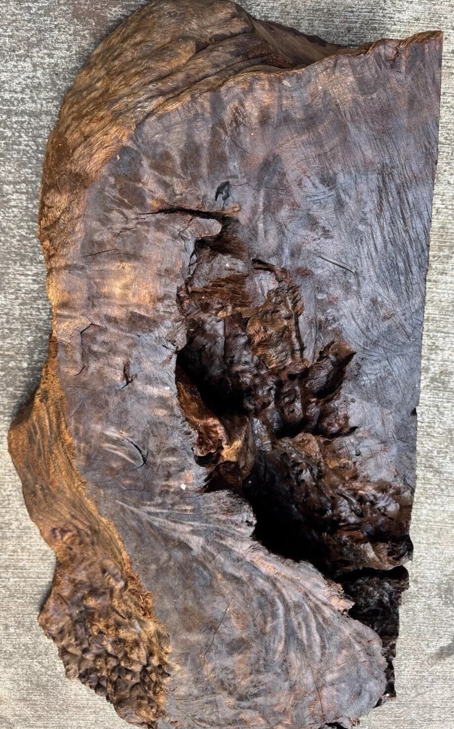 12106 Camphor burl wood turning blank ,hybrid Scale,Dried, 30”x 15”x 6”