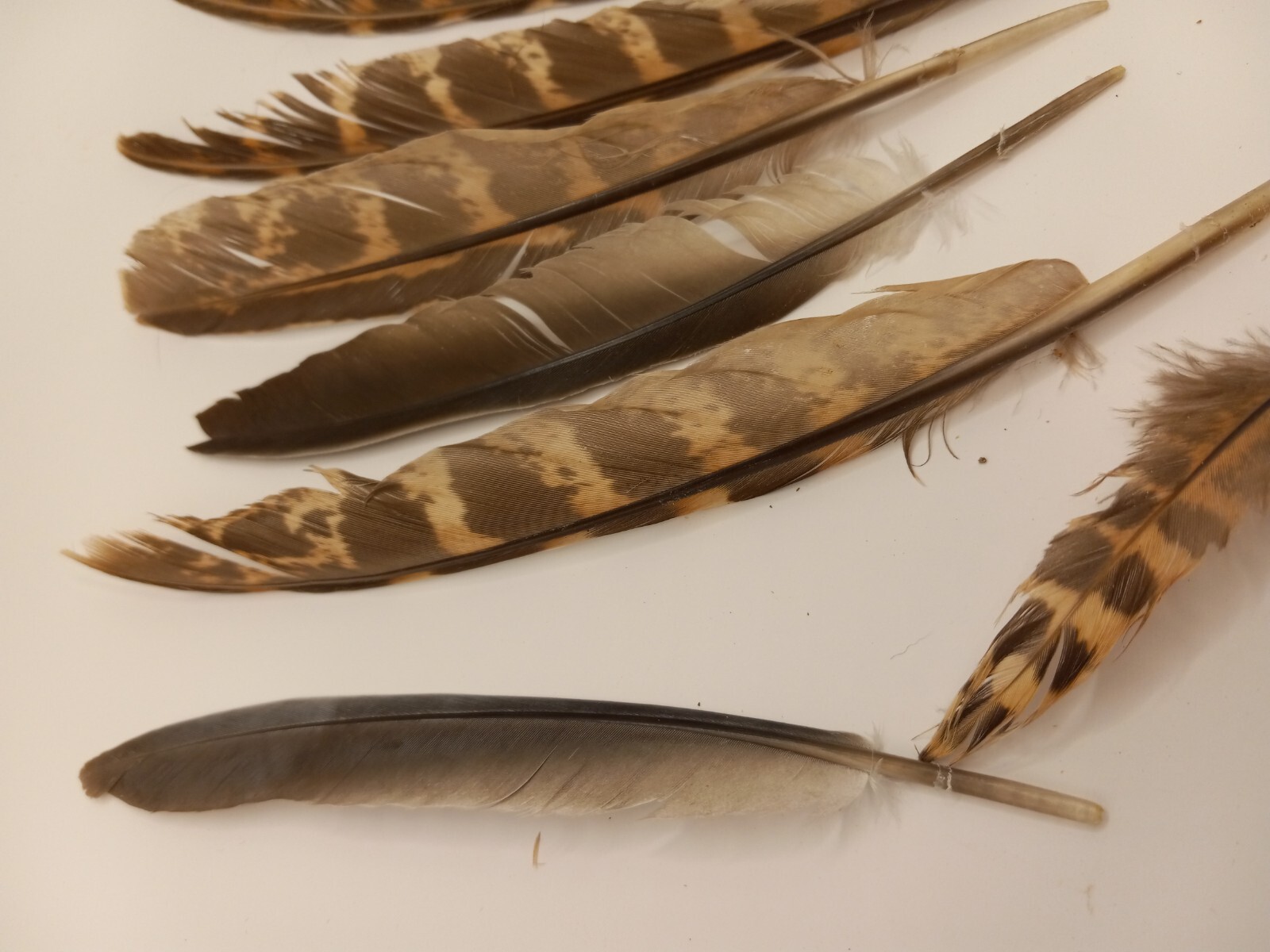cruelty free found PHEASANT and other Natural Feathers