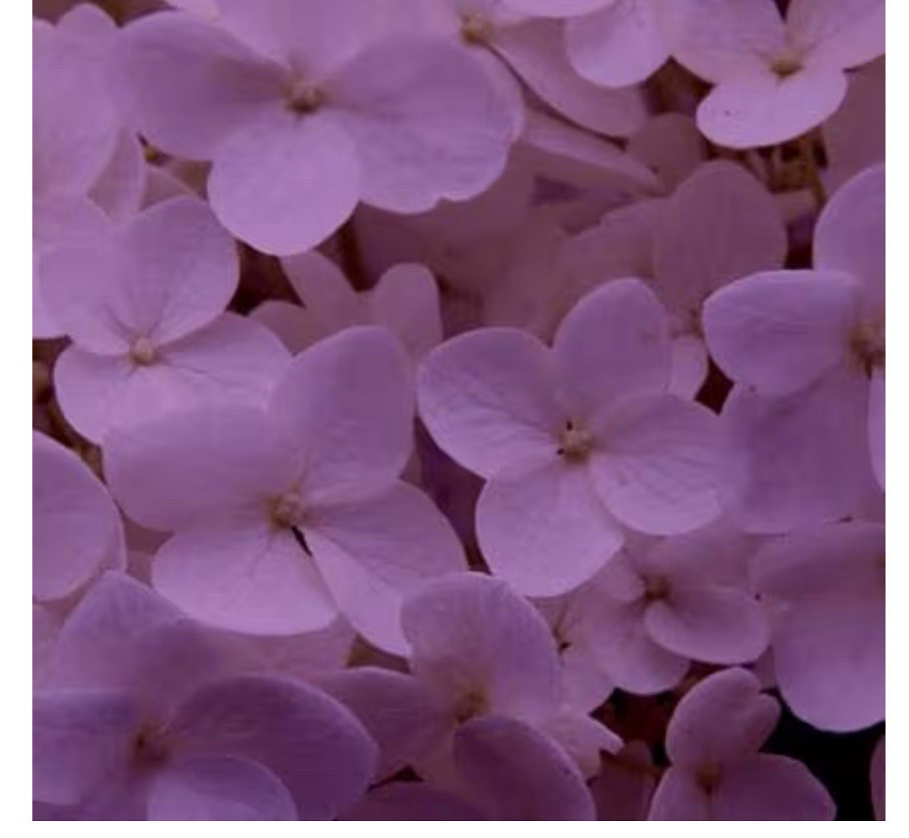Stem Dye For Fresh Cut Flowers