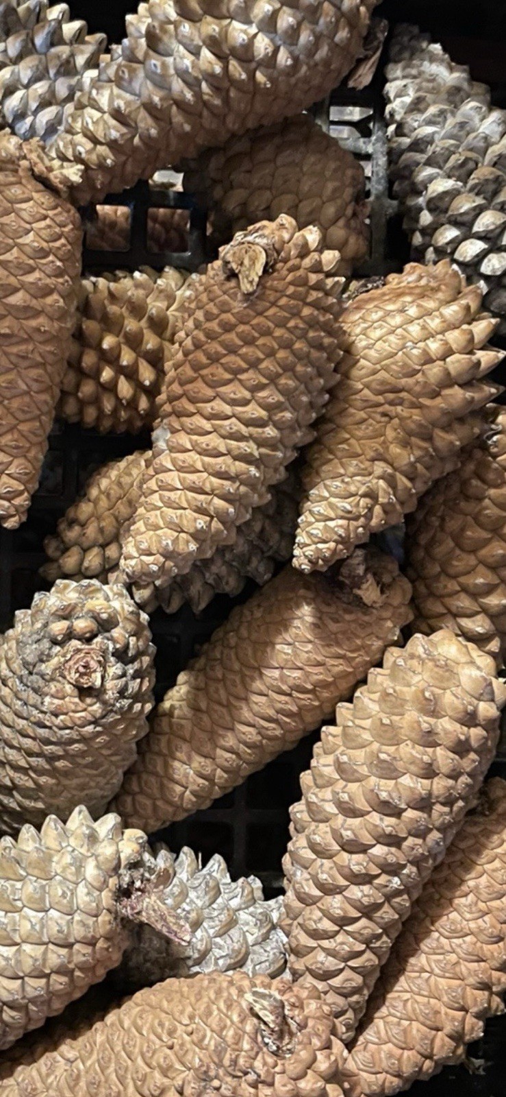 Knob pine cones lot of 20 Various sizes 3”- 7.5”