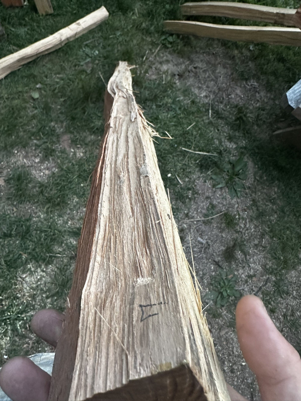 Premium Grade, Aged And Cured Black Locust Bow Staves
