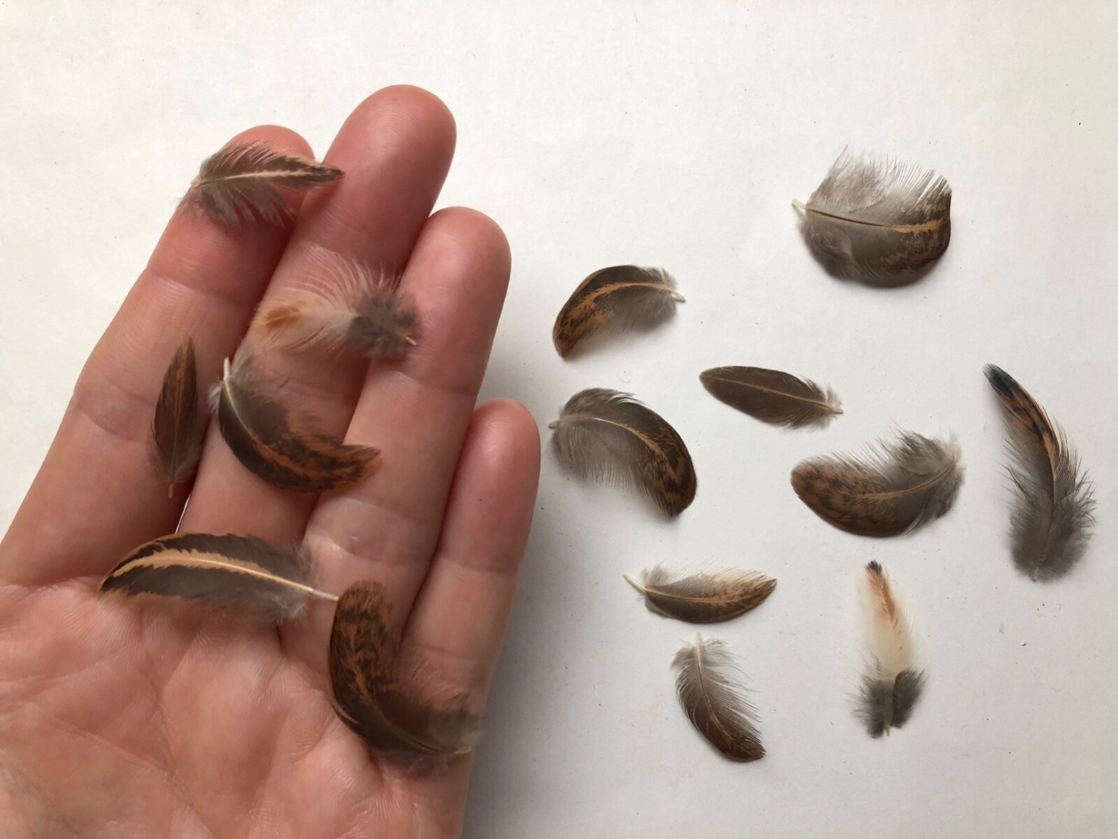15 Miniature MINI Black & Brown USA Chicken Feathers Real Natural Cruelty Free