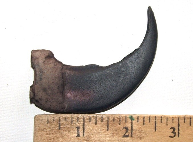 LARGE Imitation Grizzly Bear Claws 3″ Polyresin Undrilled New