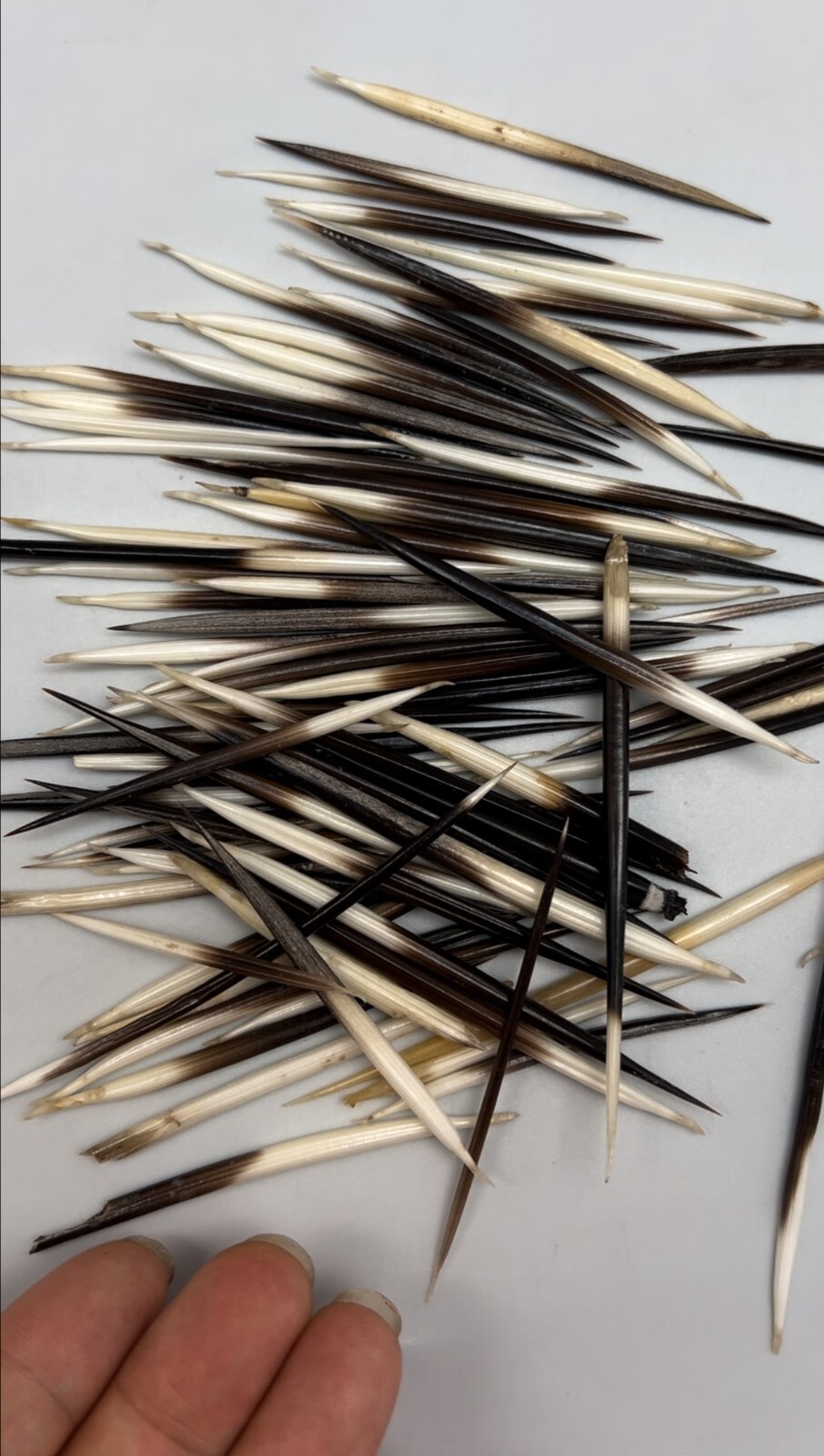 20pc African Porcupine Quills 1~4 Inches