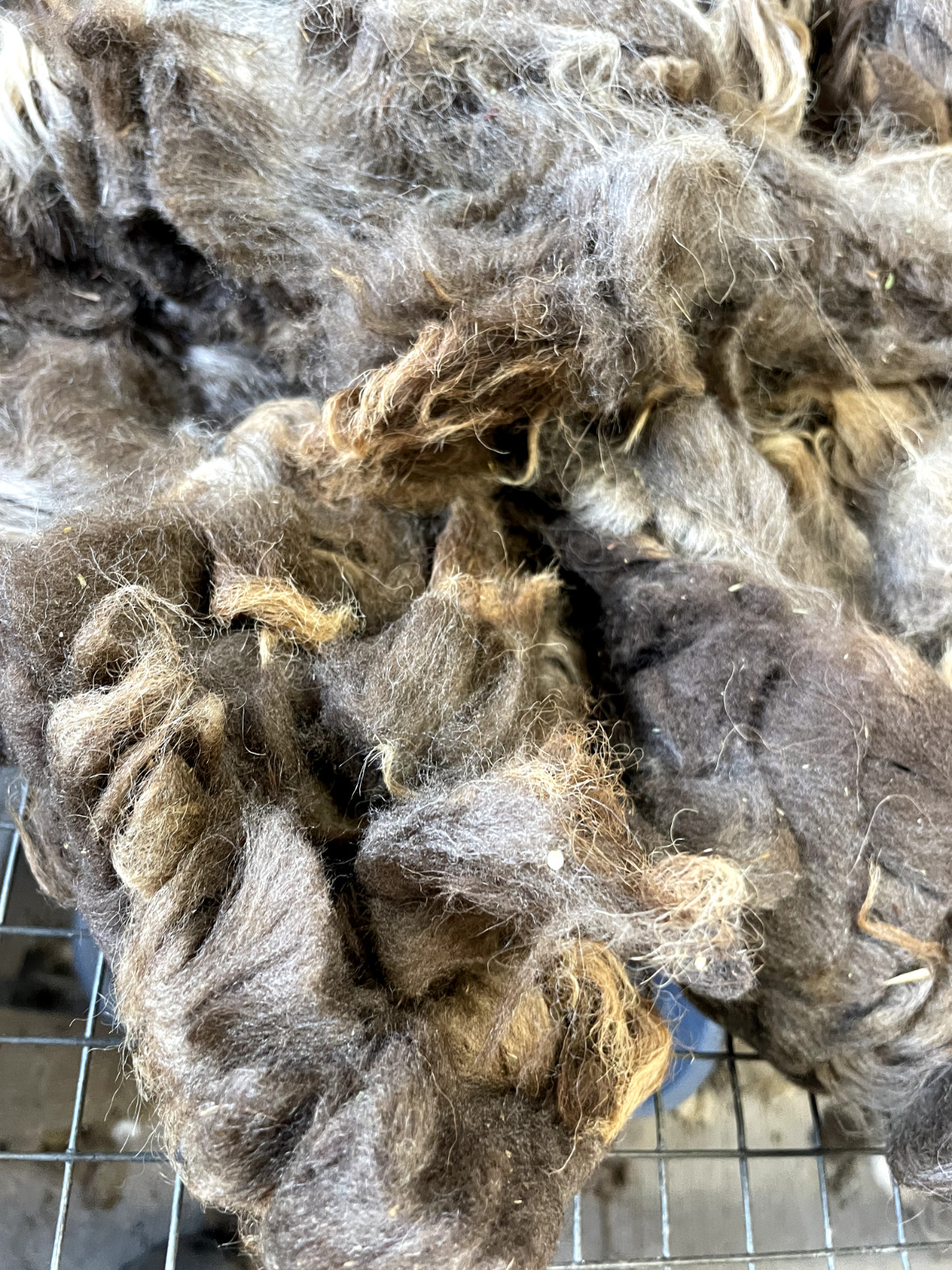 2+lbs Navajo Churro Sheep Wool fiber fleece spinning weaving felting locks hair