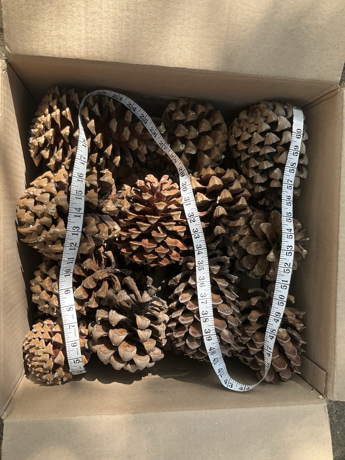 Canary Island Pine Cones assorted sizes