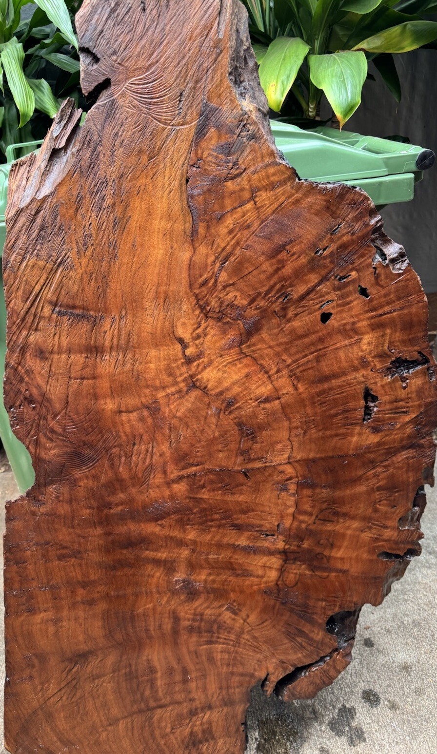 1296 Camphor burl wood turning blank ,hybrid Scale,Dried,52”x 27”x 2 1/4”