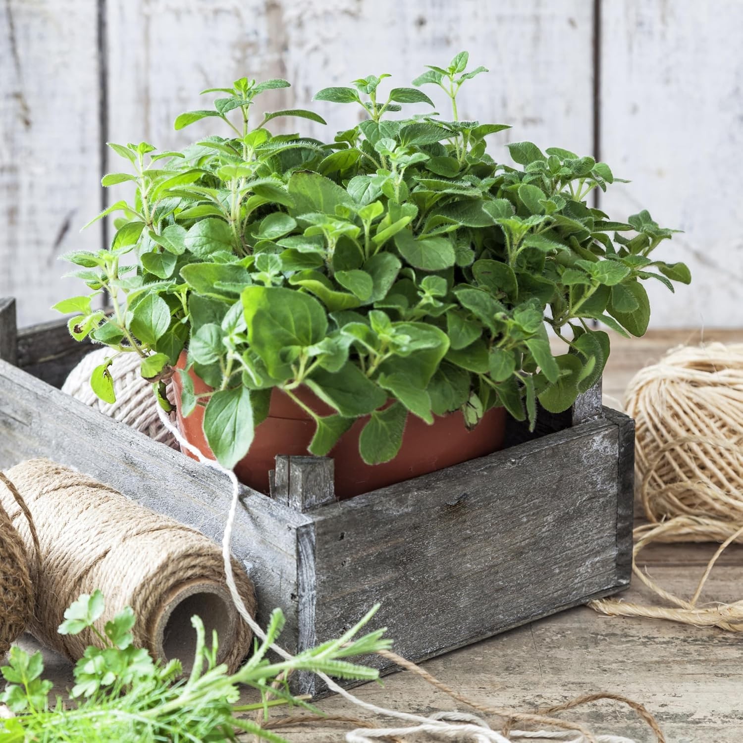 Organic Common Italian Oregano Seeds – USDA Organic, Non-GMO, Open Pollinated, H