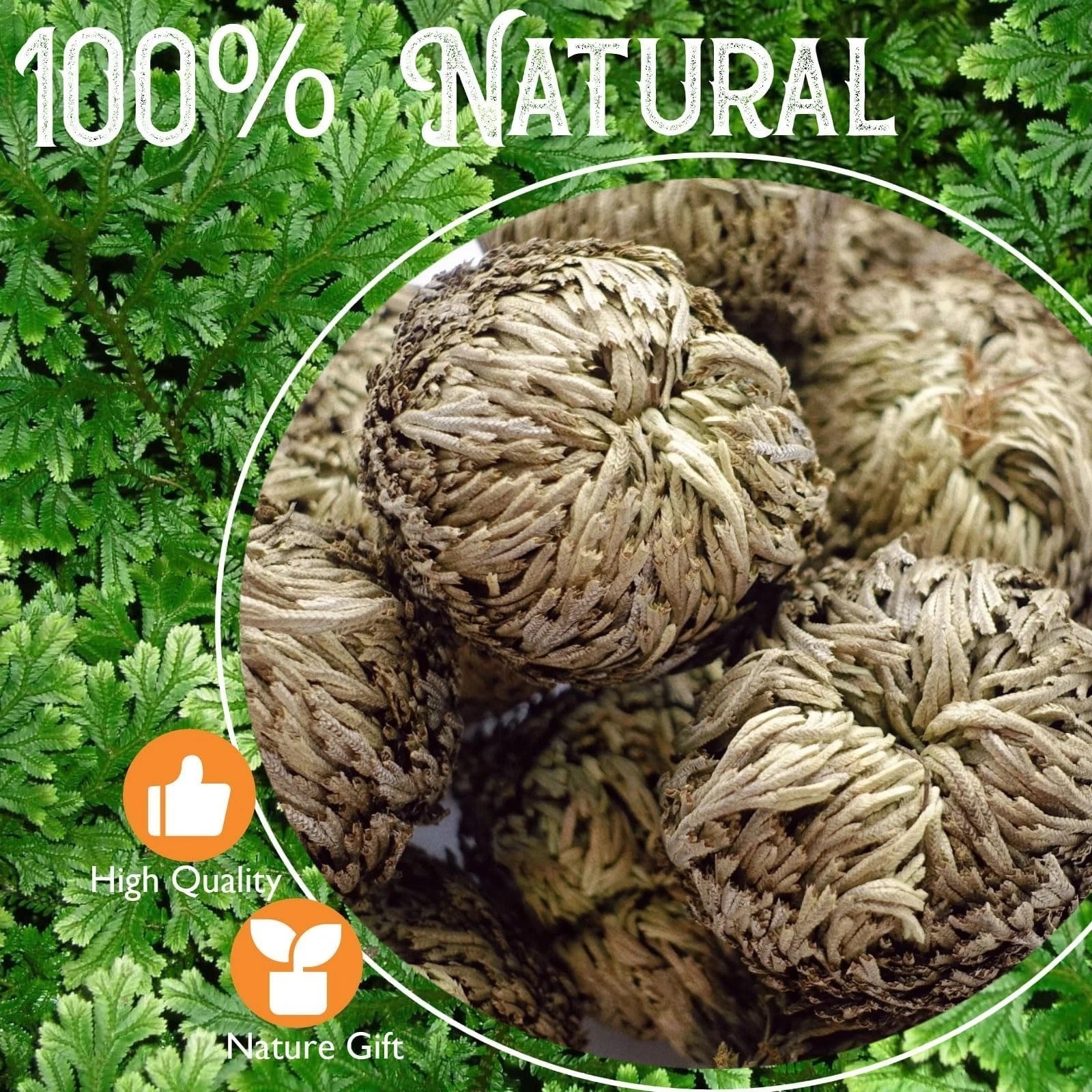 4-Pack Large Premium Dried Rose of Jericho, Selaginella Resurrection 4Pcs