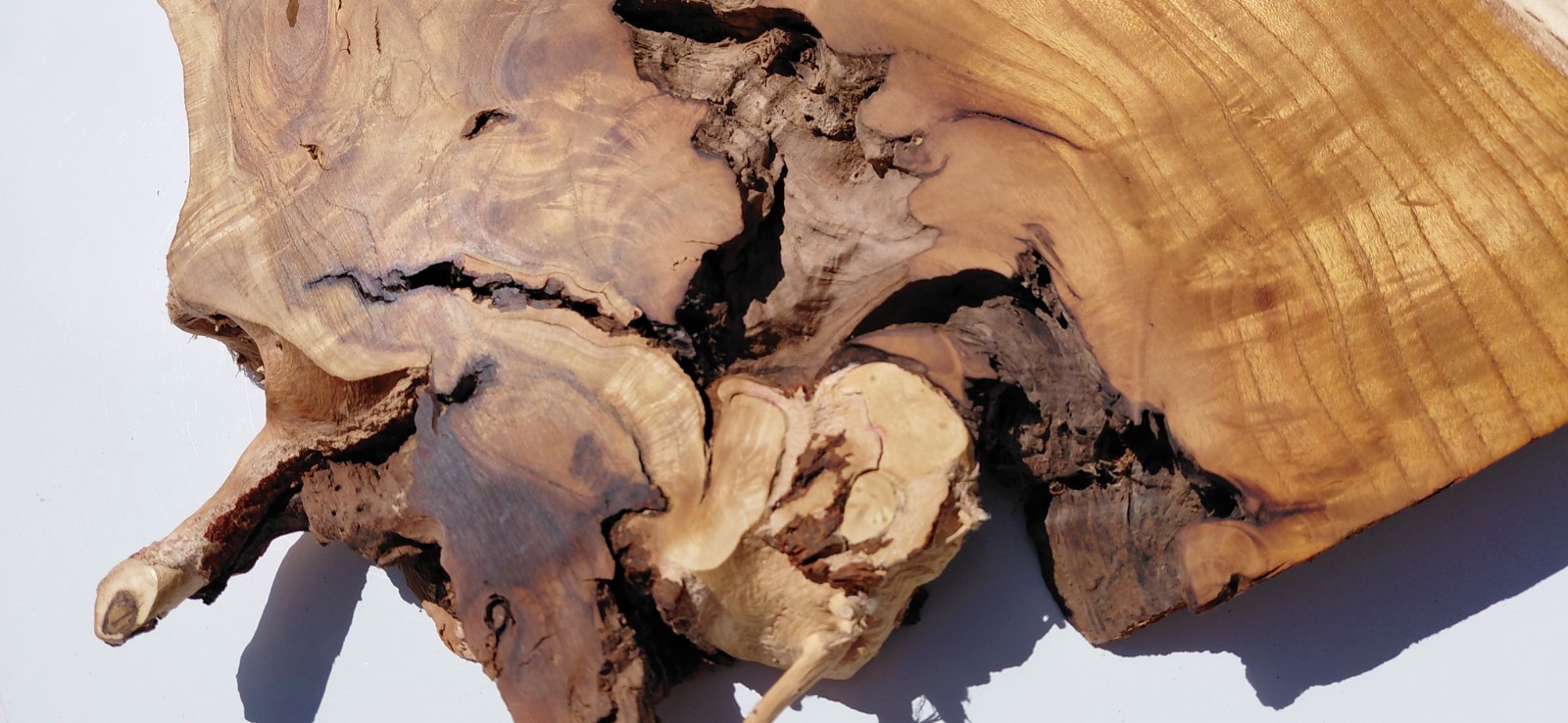 Burl – Fruitless Mulberry Slice. Live Edge. Resin Project, wall art