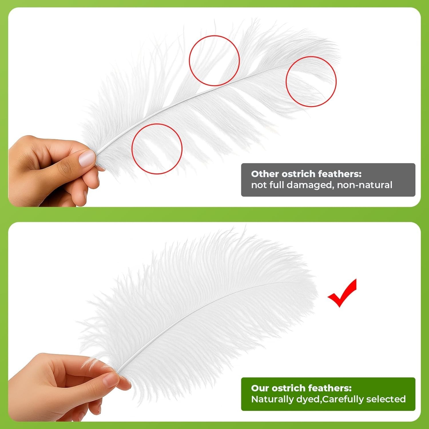 Genuine Cruelty-Free White Ostrich Feathers, 20 Pcs, Perfect for Events