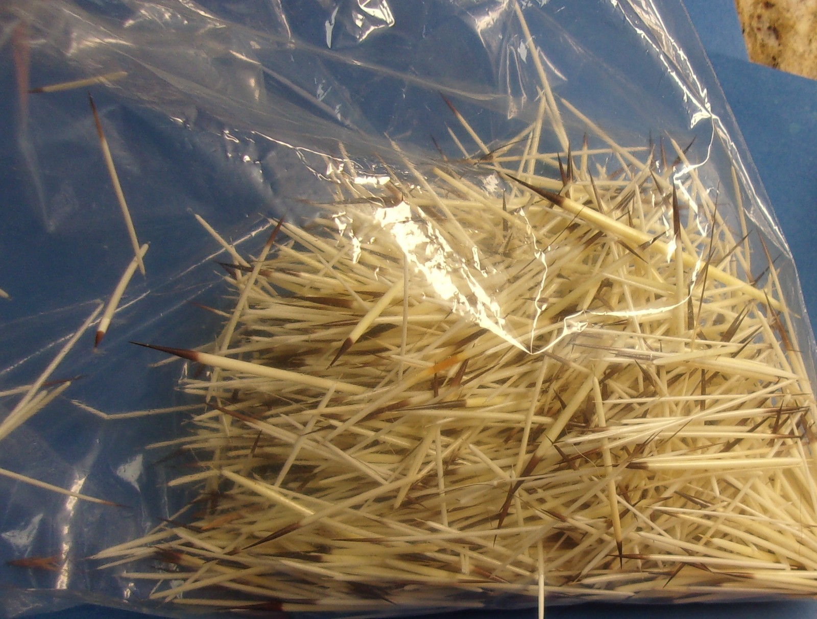 North American Porcupine Quills WASHED 1/2 oz. Bag for Crafts Bead Work Jewelry