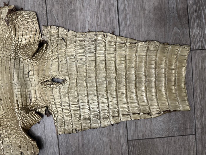 Low Grade Gold Caiman Crocodile belly Hide Leather Skin real alligator Croc 495