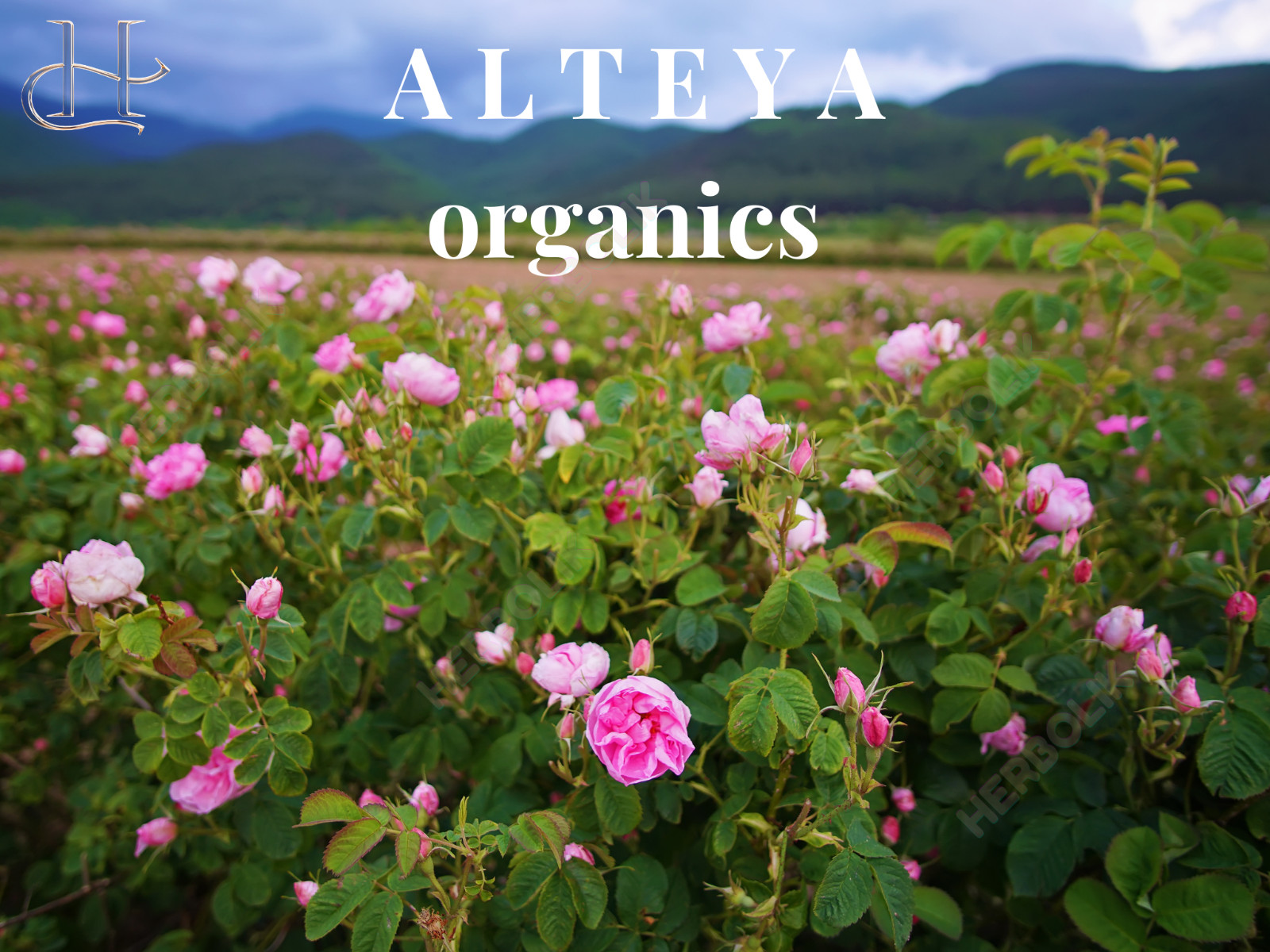 Alteya Bulgarian Rose Essential Oil – Rose Otto – Pure & Therapeutic
