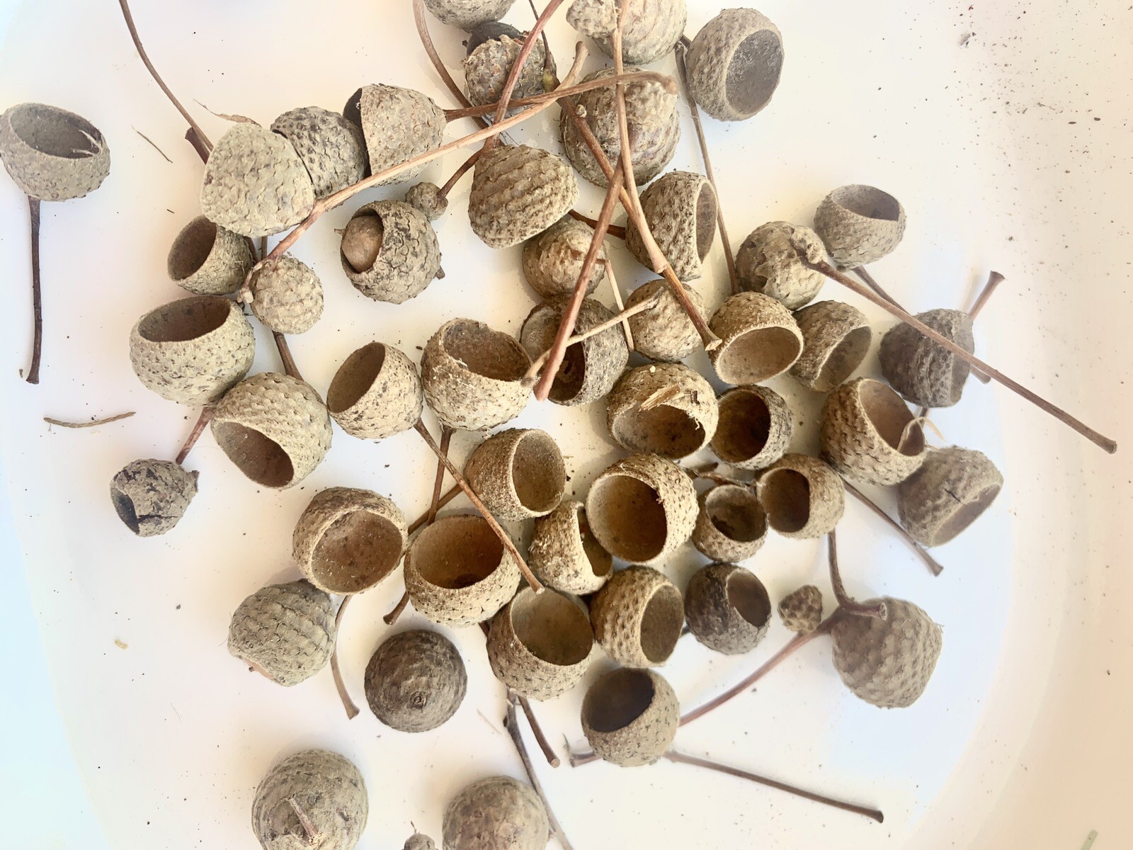 50 Acorn Caps/Tops – Assorted Sizes