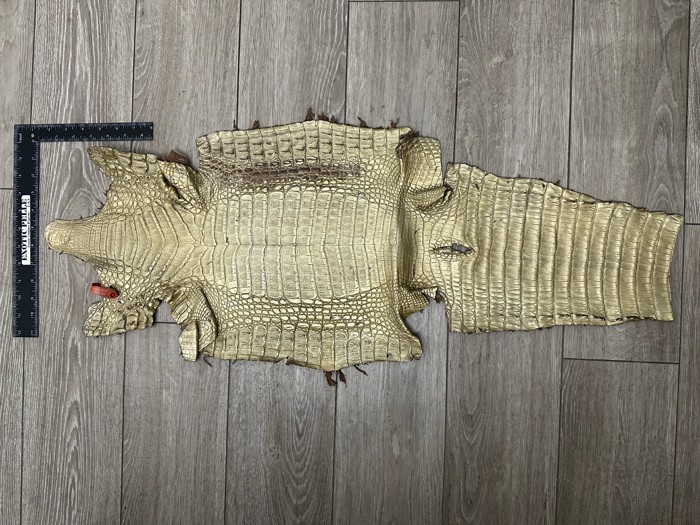 Low Grade Gold Caiman Crocodile belly Hide Leather Skin real alligator Croc 495