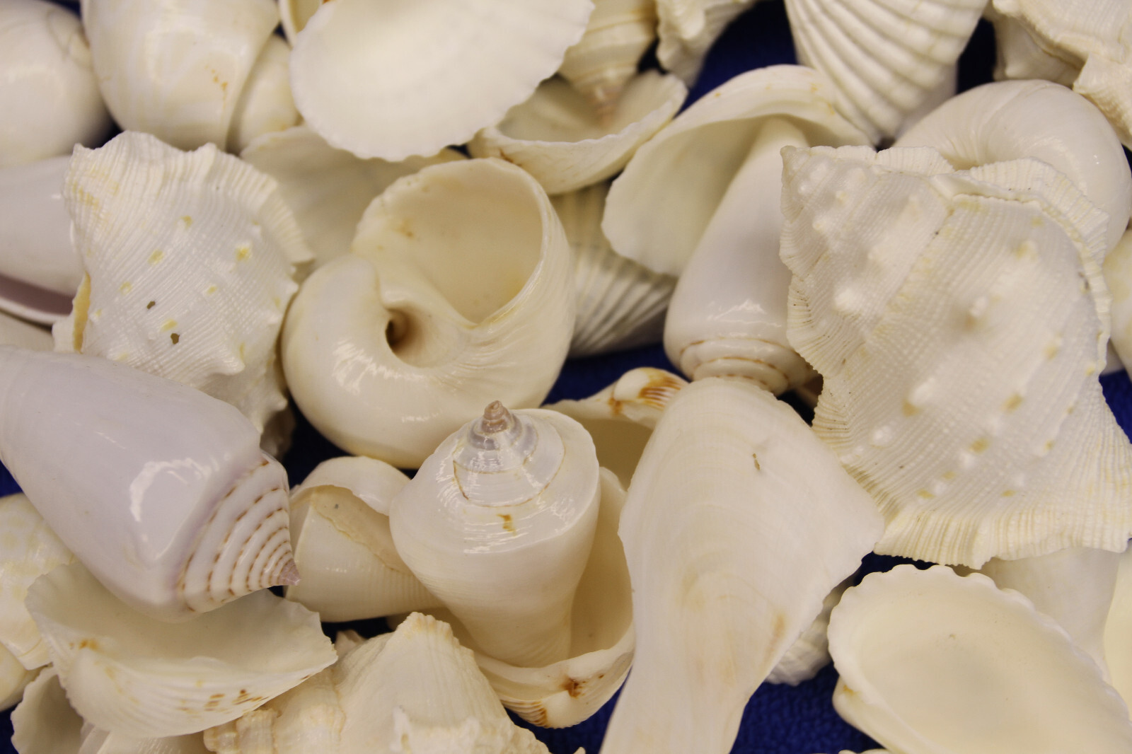 2-LBS. SEASHELL MIX, White Shells, Wedding Decor, Framing Shell, Floral SS-436A