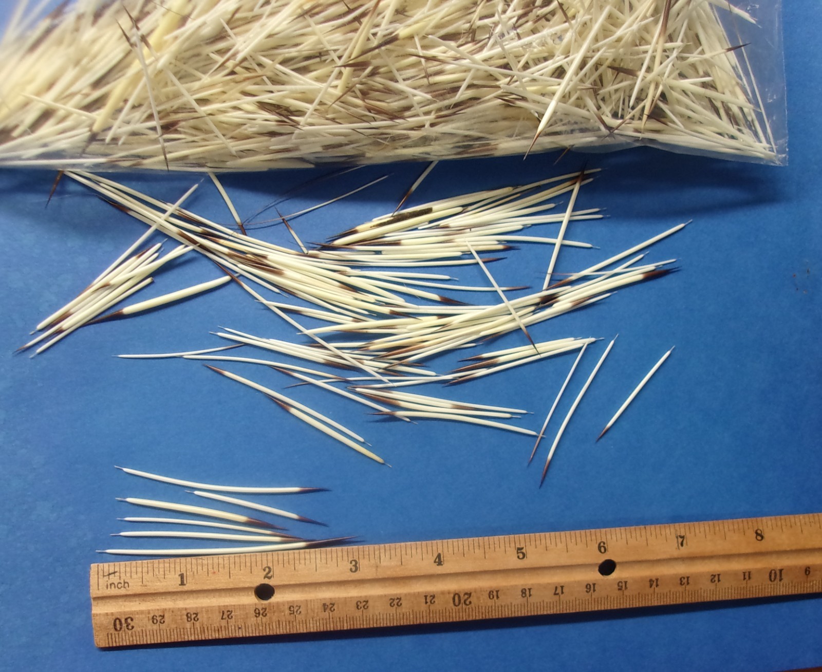 North American Porcupine Quills WASHED 1/2 oz. Bag for Crafts Bead Work Jewelry