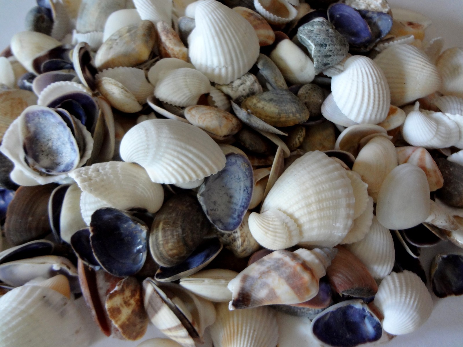 Seashells 2 Pounds lbs Small Assorted Mix Bulk Decorative Arts Crafts