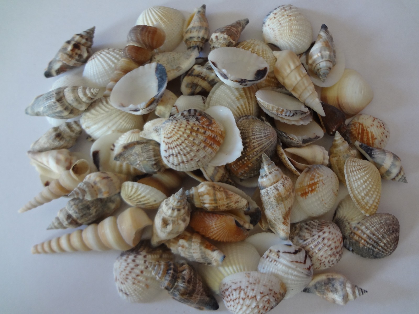 Seashells 2 Pounds lbs Medium Assorted Mix Bulk Decorative Arts Crafts