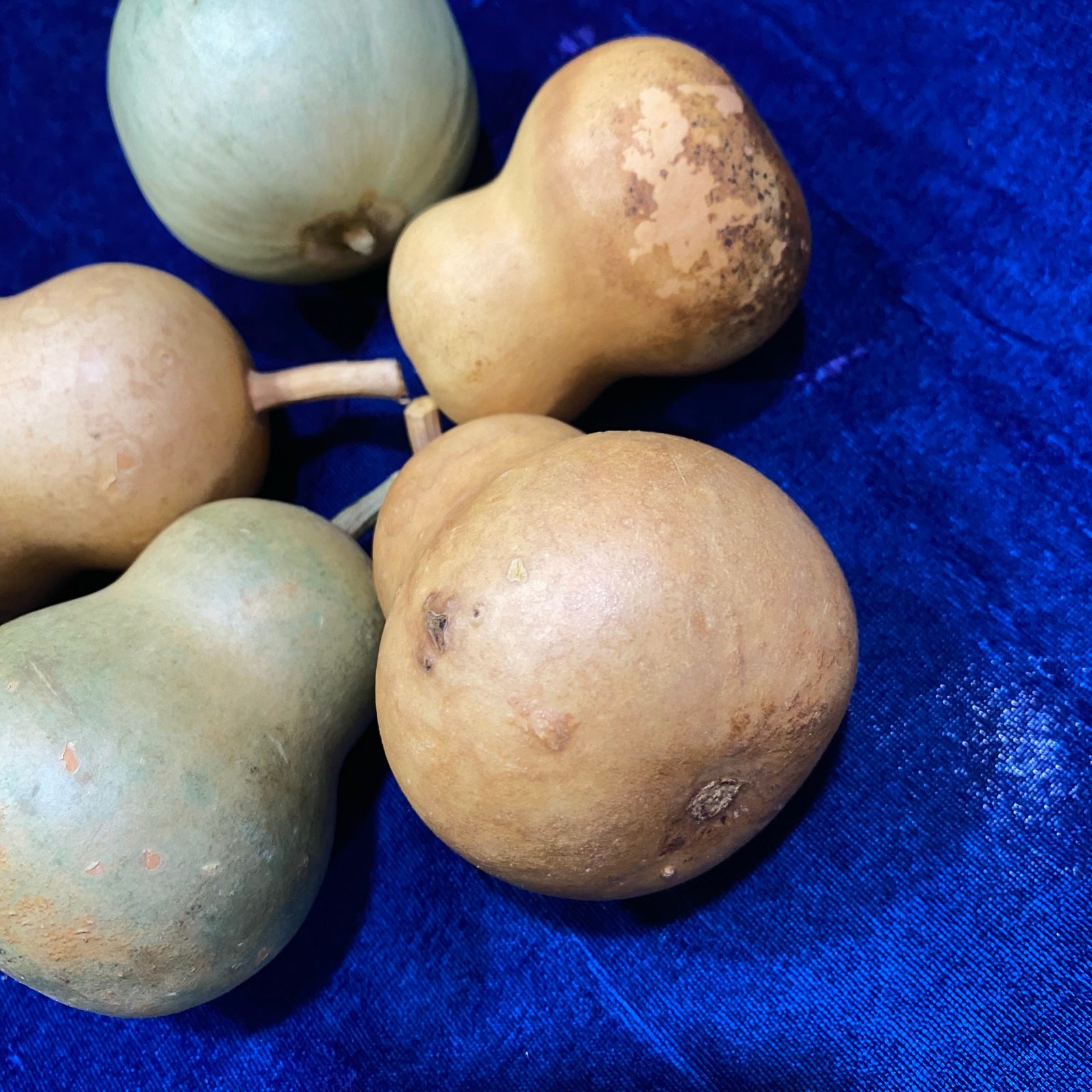 Lot of FIVE (5) Gourds Small Size Pear Shaped Round Dried Natural Color Clean