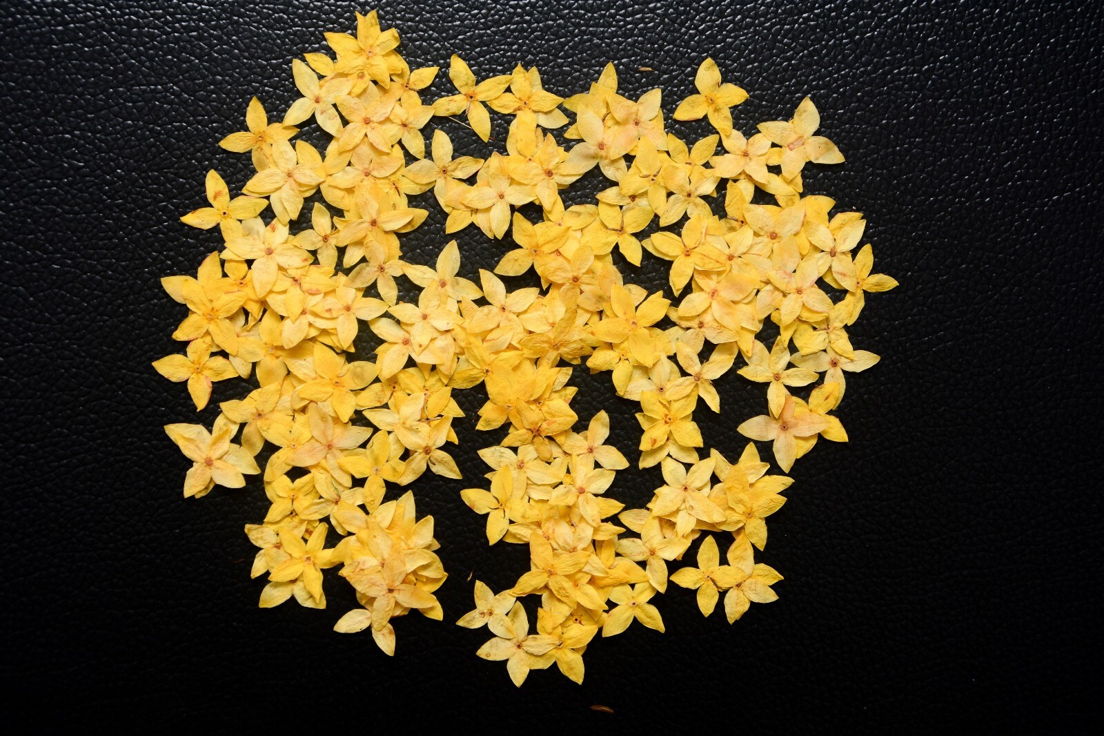 250 X Yellow Pressed Flowers 1.8CMX1.8CM Cute Size Small 4 Petals Floral Decors