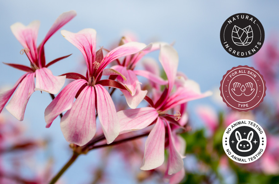 10 ml Rose Geranium Essential Oil (100% Pure & Natural) – GreenHealth