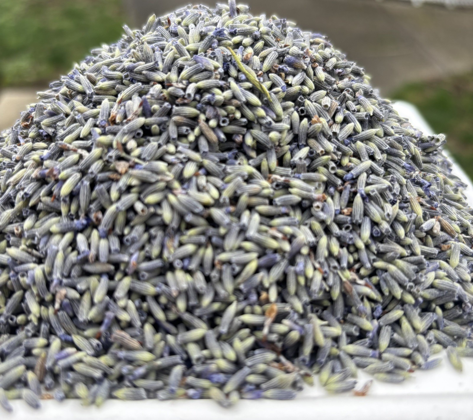 Fresh Dried Lavender (1 pound) Buds from GROSSO (French Variety) strong aroma