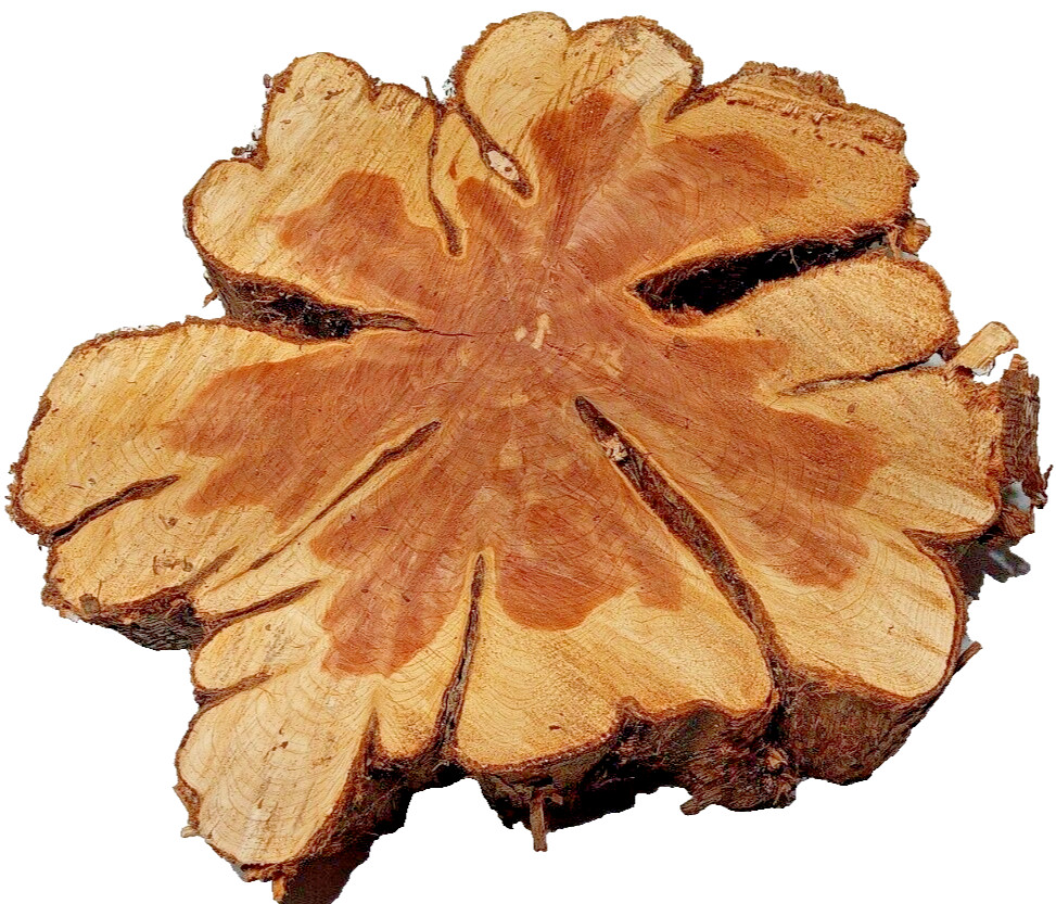 Aromatic FRESH CUT Red Cedar BIG Chain Sawed Wood Cookie Live Edge SHIPs FREE!