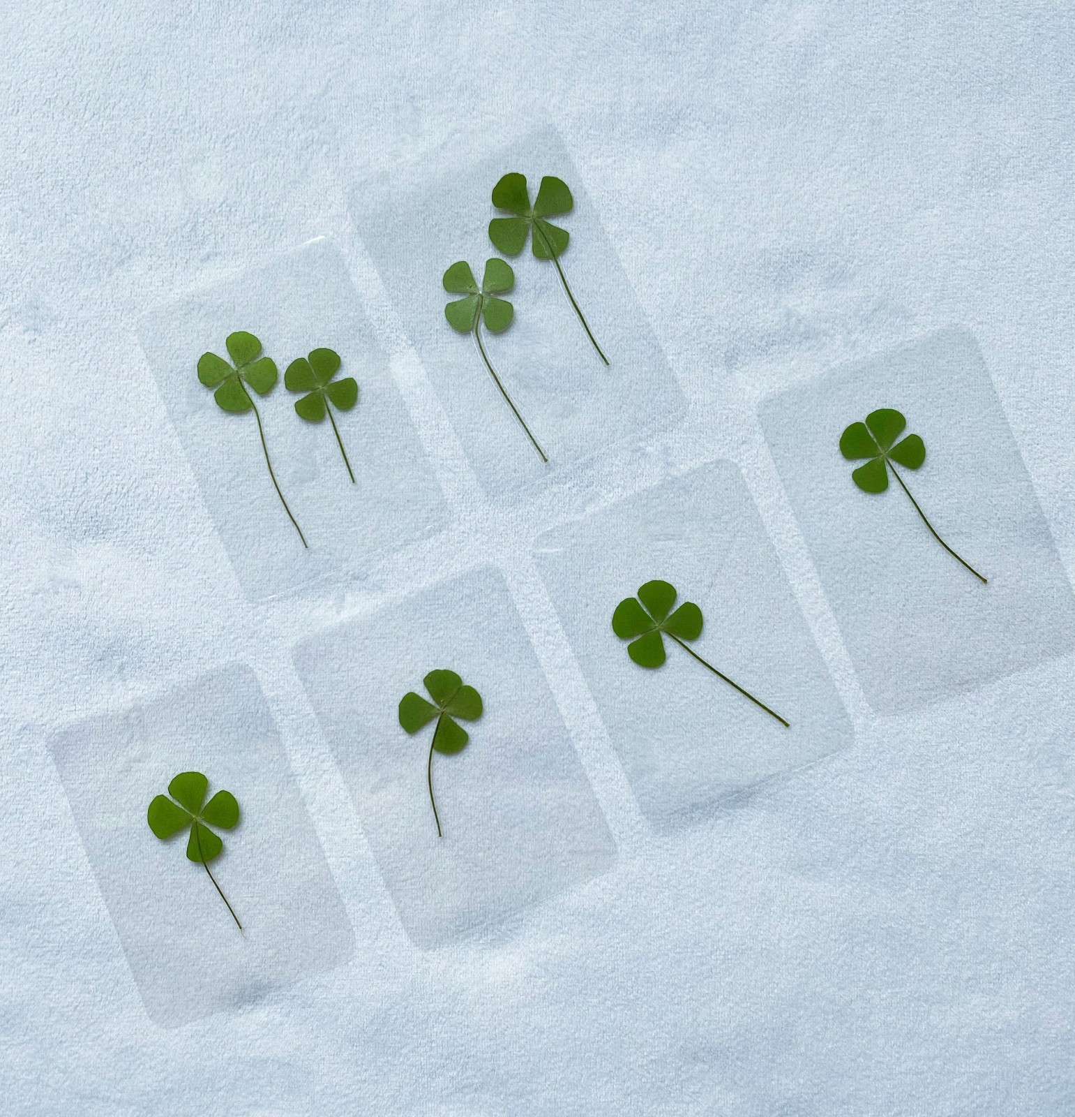 🍀Real Four Leaf Clover- Laminated Pressed Lucky Clover Good Luck Charm