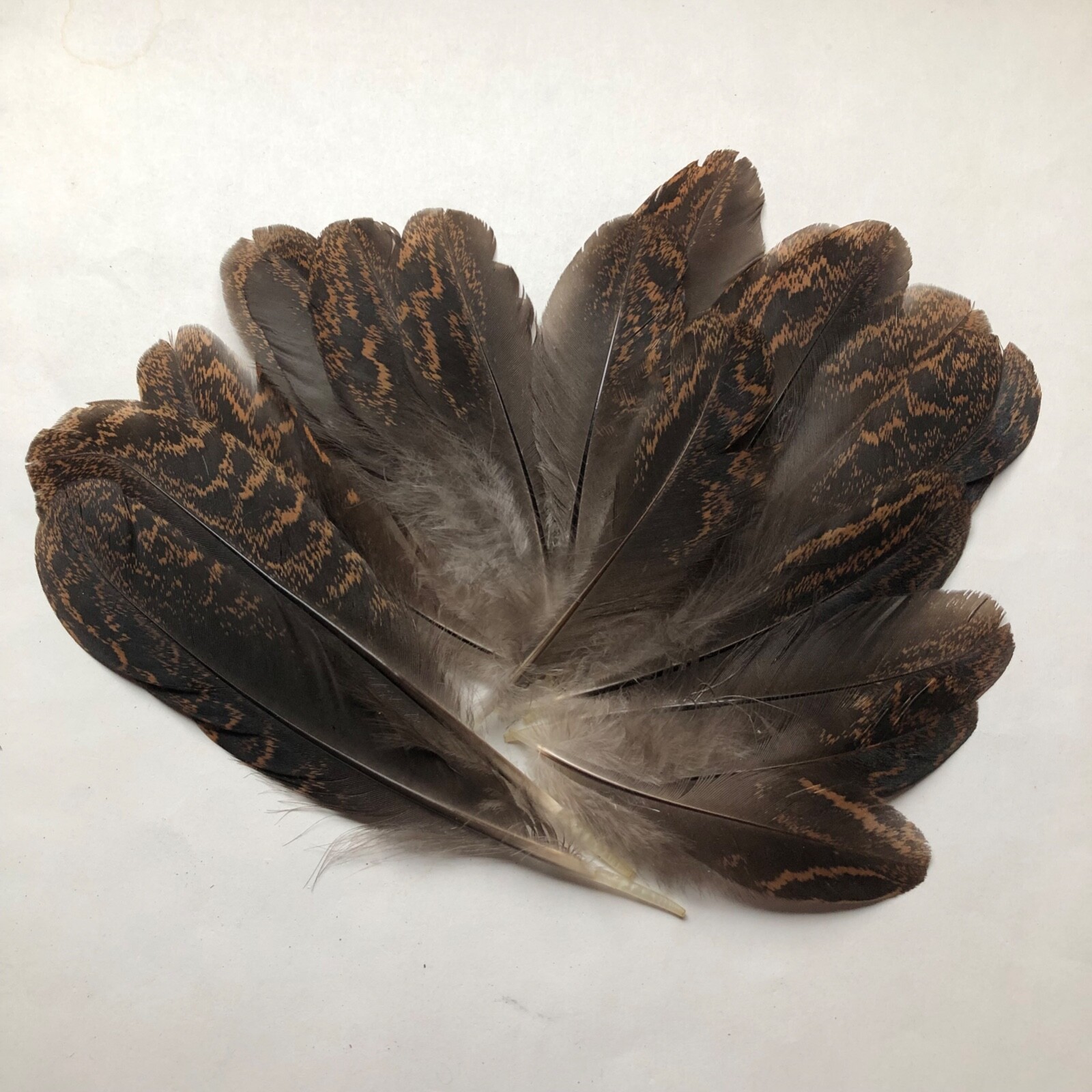 Lot 20 Fancy Black & Brown USA Chicken Wing Feathers Real Natural Cruelty Free