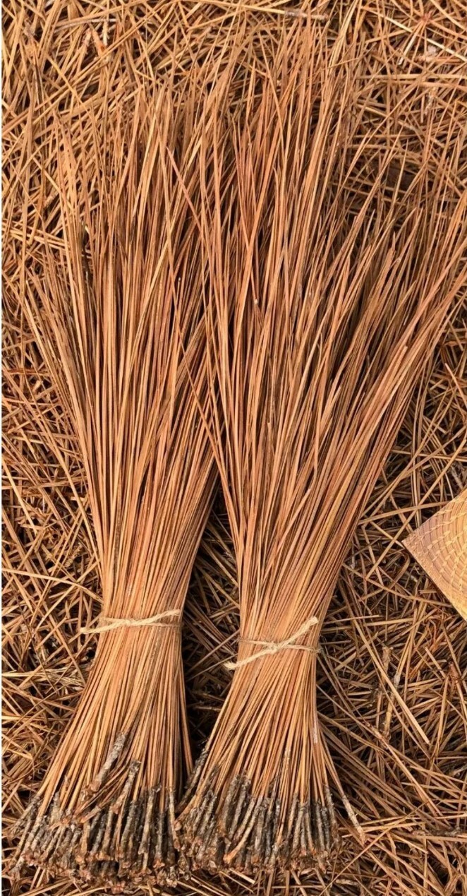 Long Leaf Pine Needles for Basket Making Basket Weaving Basketry 16oz per Bundle