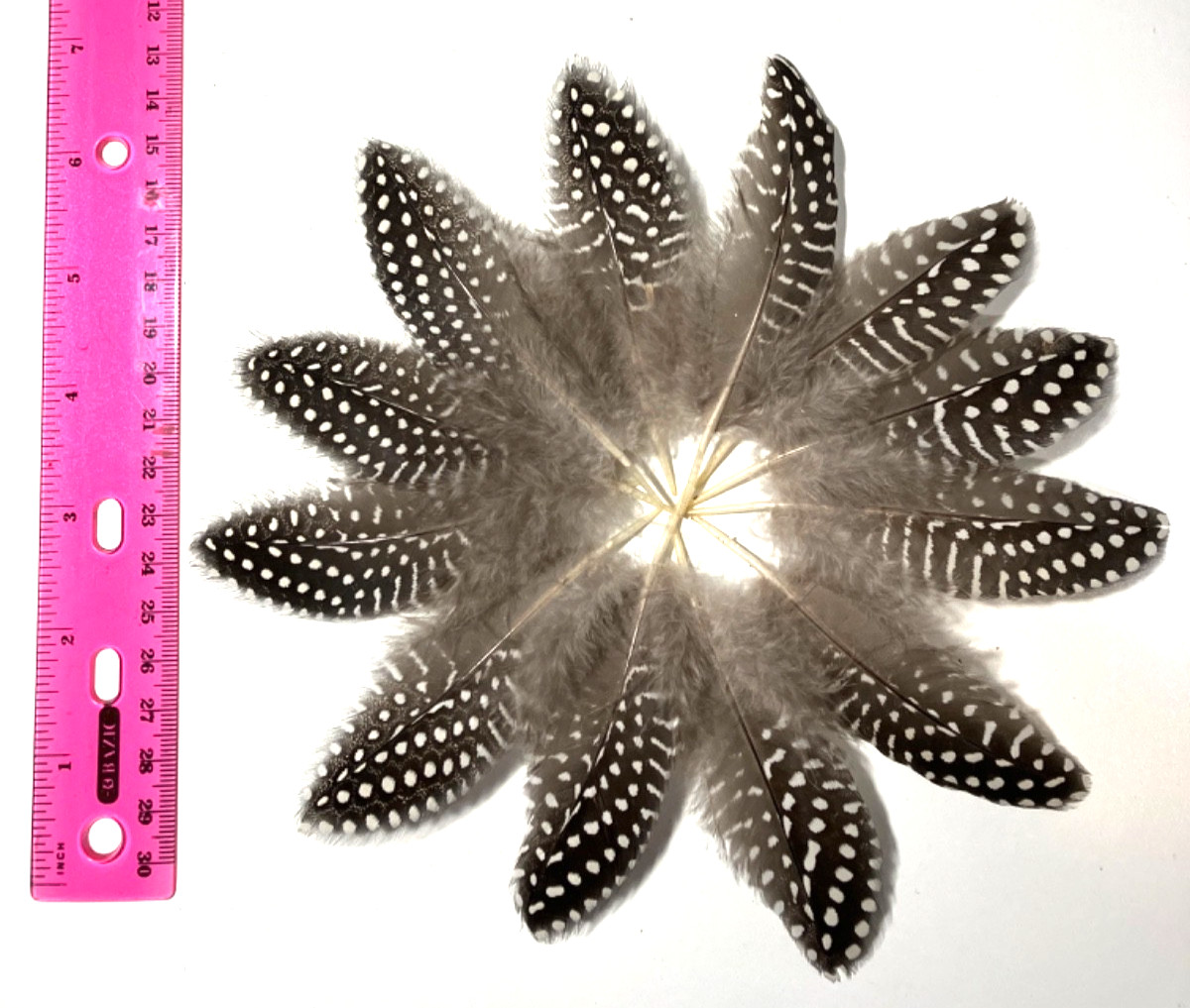 12 Natural Guinea Fowl Feathers 4” +/- Cruelty-Free