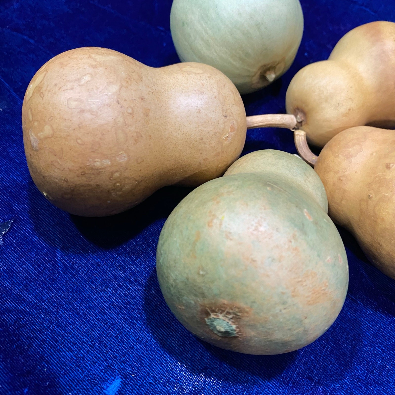 Lot of FIVE (5) Gourds Small Size Pear Shaped Round Dried Natural Color Clean
